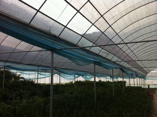 溫室大棚內(nèi)部展示