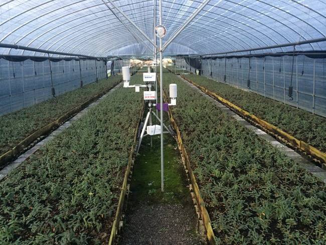 玻璃溫室大棚內部管理